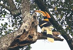 Great Hornbill